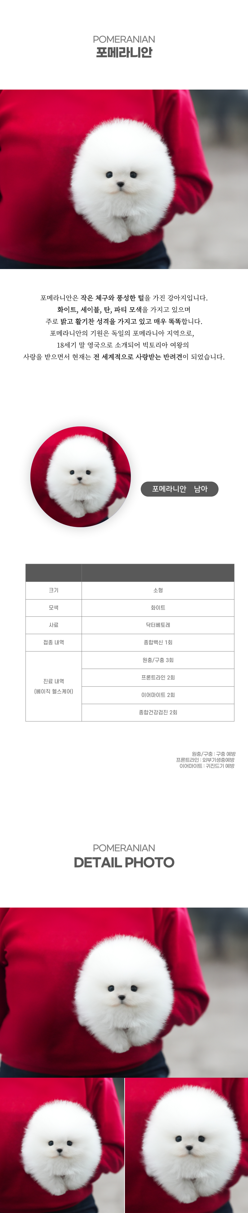 포메라니안_상세이미지_2